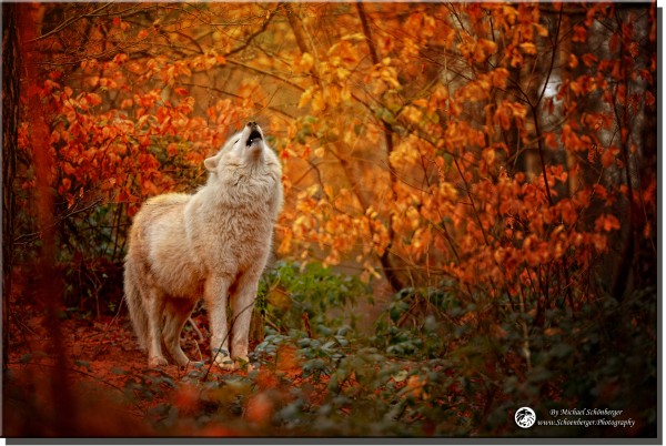Polarwolf Amarok - Foto Wolfspark Werner Freund by Michael Schönberger - Schoenberger.Photography